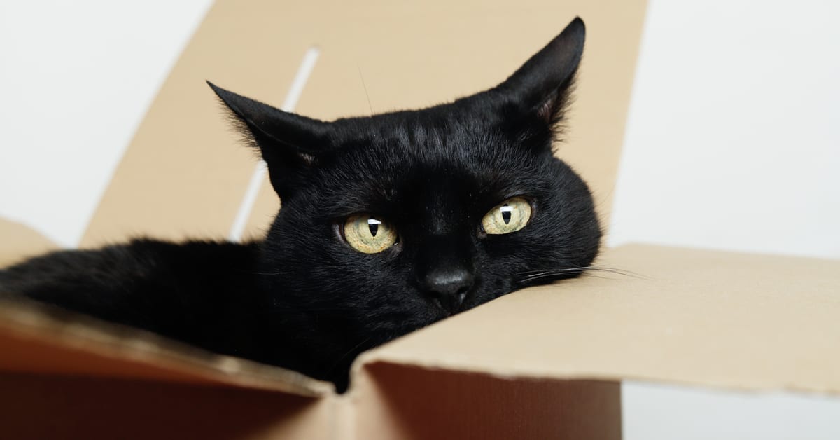 Meow! A Pet Owner's Guide to Moving With a Cat